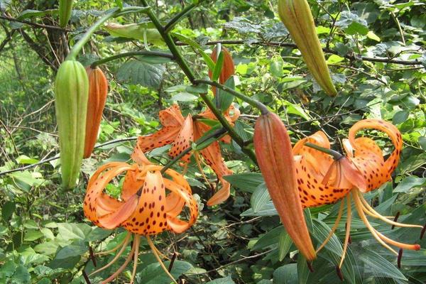 卷丹怎么養 卷丹養殖方法與注意事項