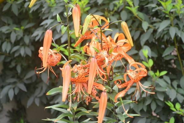 卷丹怎么養 卷丹養殖方法與注意事項