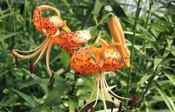 卷丹怎么養 卷丹養殖方法與注意事項