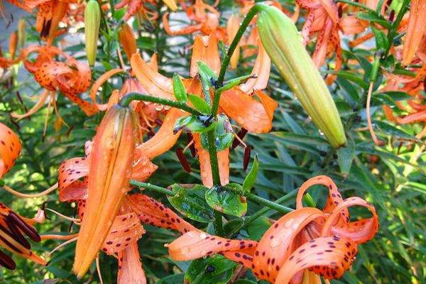 卷丹怎么養 卷丹養殖方法與注意事項