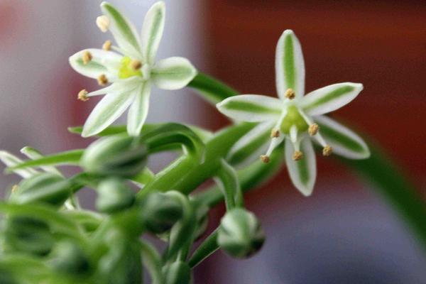 虎眼萬年青功效與作用 虎眼萬年青藥用價值