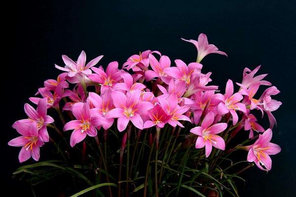 韭菜蓮什么時候開花 韭菜蓮花期是幾月