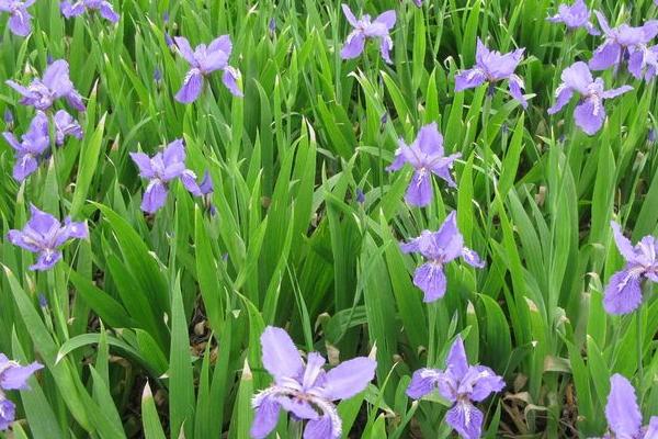 鳶尾花怎么養 鳶尾養殖方法與注意事項