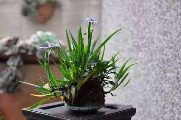 鳶尾花怎么養 鳶尾養殖方法與注意事項