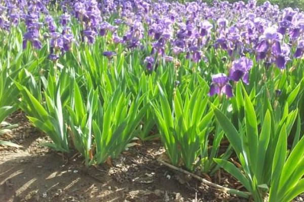 鳶尾花怎么養 鳶尾養殖方法與注意事項