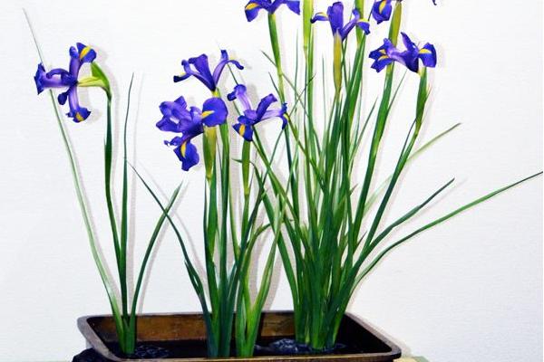 鳶尾花怎么養 鳶尾養殖方法與注意事項