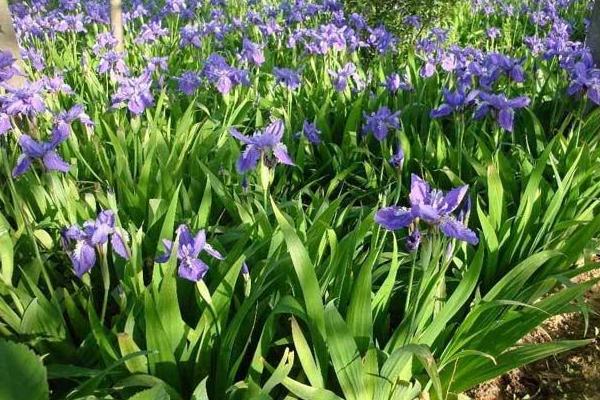 鳶尾花怎么養 鳶尾養殖方法與注意事項