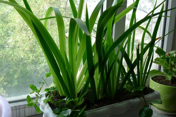 鳶尾花怎么養 鳶尾養殖方法與注意事項