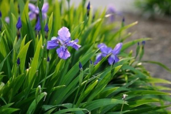 鳶尾花有毒嗎 鳶尾能放在室內臥室嗎