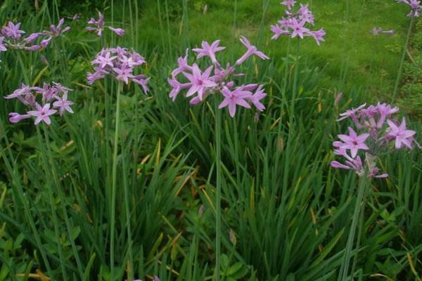 紫嬌花種子市場價格多少錢一斤 紫嬌花怎么繁殖