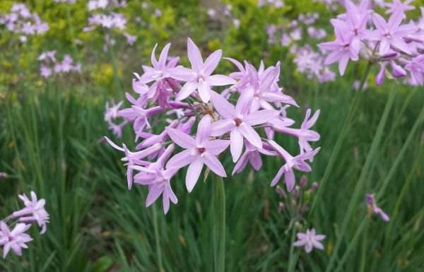 紫嬌花什么時(shí)候開(kāi)花 紫嬌花花期是幾月