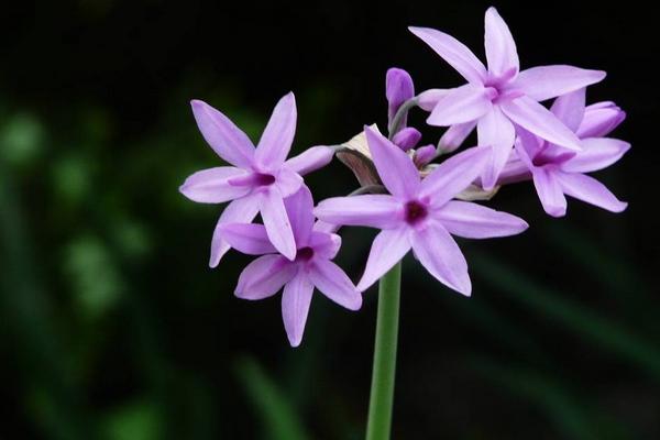 紫嬌花什么時候開花 紫嬌花花期是幾月