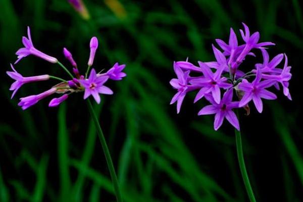 紫嬌花什么時候開花 紫嬌花花期是幾月