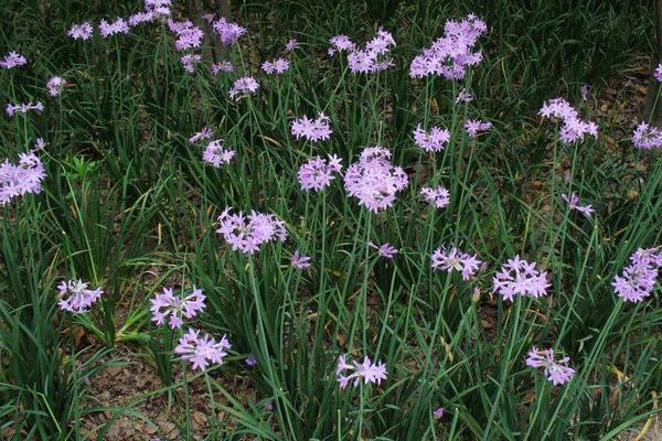 紫嬌花什么時候開花 紫嬌花花期是幾月