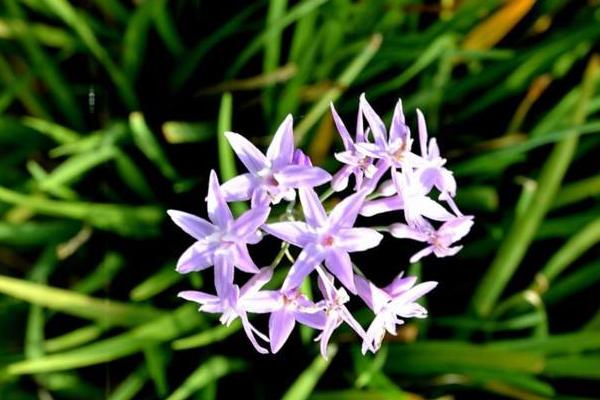 紫嬌花什么時候開花 紫嬌花花期是幾月