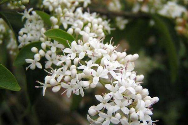 晚香玉花什么時候開花 晚香玉花種球什么時候種