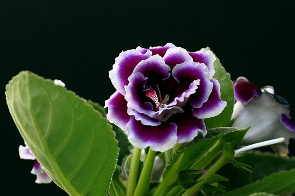 大巖桐花有毒嗎 大巖桐花能放在室內臥室嗎