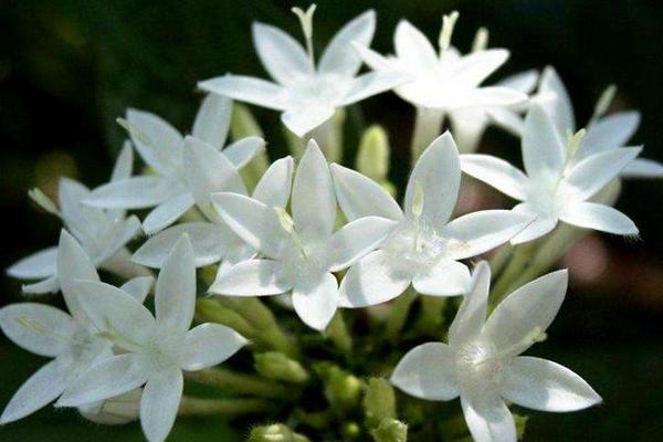 晚香玉花什么時候開花 晚香玉花種球什么時候種