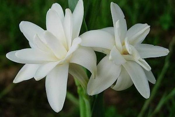 晚香玉花什么時候開花 晚香玉花種球什么時候種