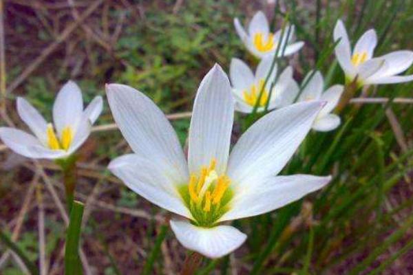 晚香玉花什么時候開花 晚香玉花種球什么時候種