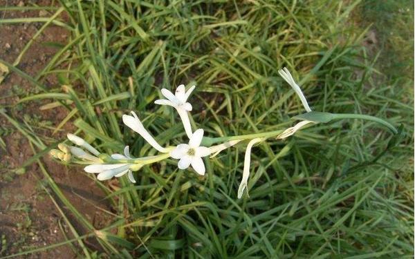 晚香玉花什么時候開花 晚香玉花種球什么時候種