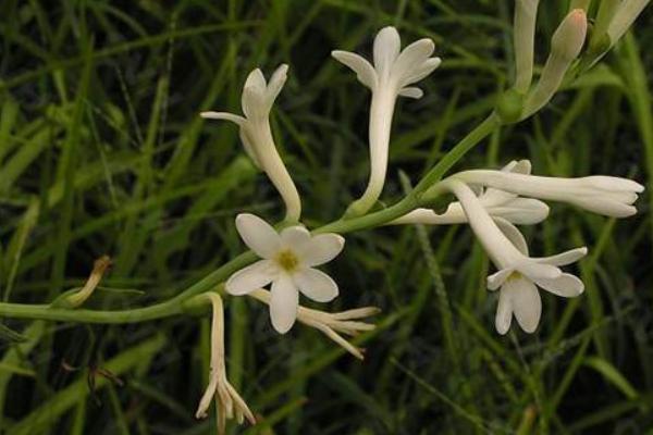 晚香玉花什么時候開花 晚香玉花種球什么時候種