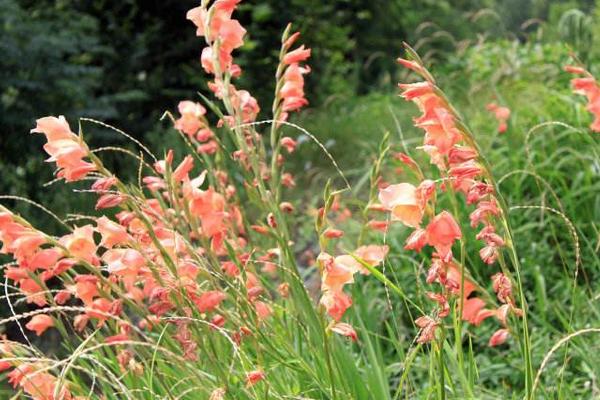 唐菖蒲種球多久發芽 唐菖蒲種球種植方法