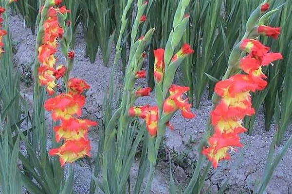 唐菖蒲種球多久發芽 唐菖蒲種球種植方法