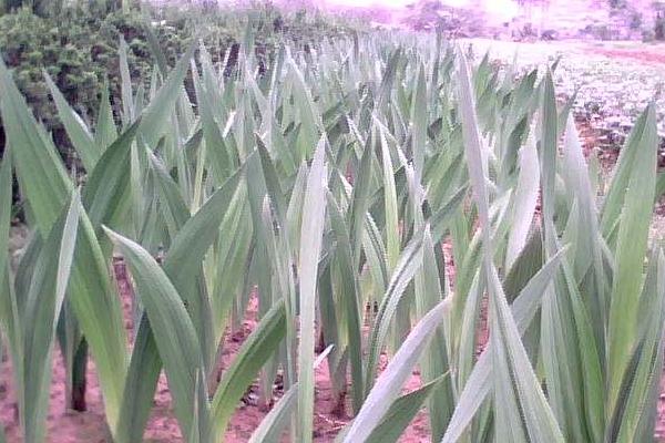 唐菖蒲種球多久發芽 唐菖蒲種球種植方法