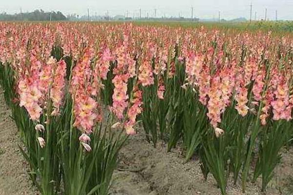 唐菖蒲種球多久發芽 唐菖蒲種球種植方法