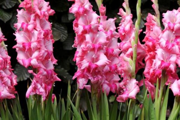 唐菖蒲種球多久發芽 唐菖蒲種球種植方法