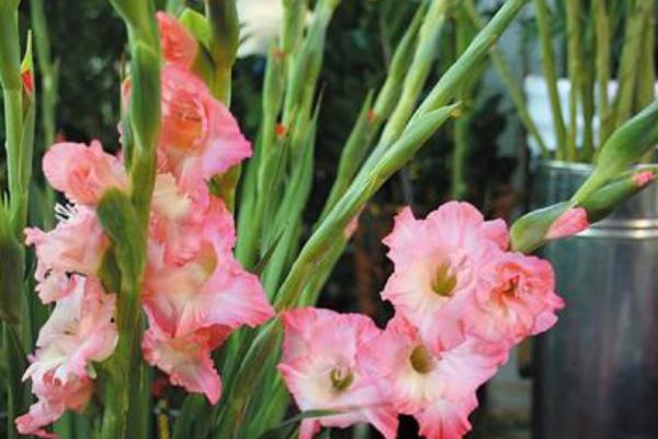 唐菖蒲種球多久發芽 唐菖蒲種球種植方法