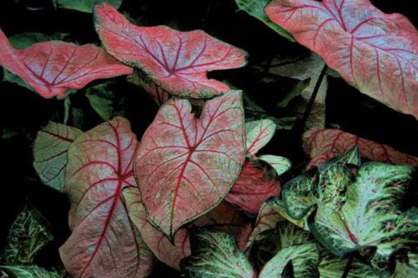 五彩芋怎么養 五彩芋養殖方法與注意事項