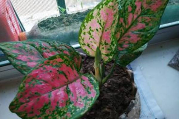 五彩芋怎么養 五彩芋養殖方法與注意事項