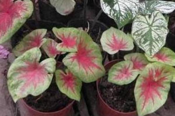 五彩芋怎么養 五彩芋養殖方法與注意事項