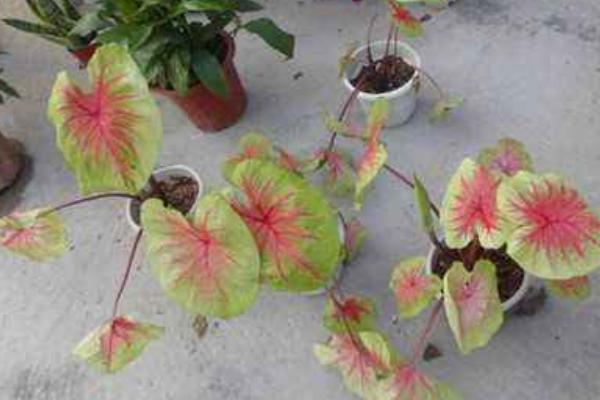 五彩芋怎么養 五彩芋養殖方法與注意事項