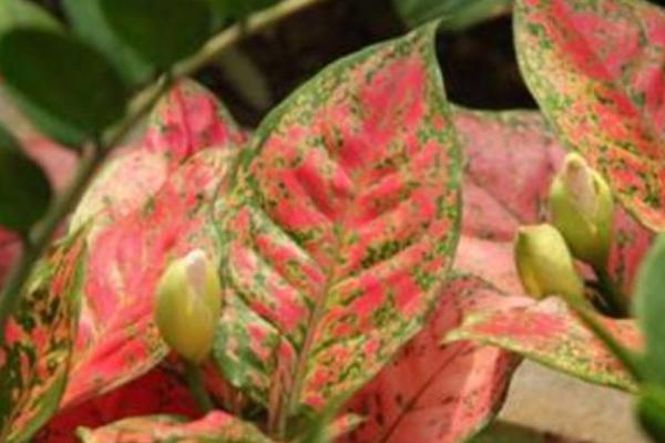 五彩芋怎么養 五彩芋養殖方法與注意事項