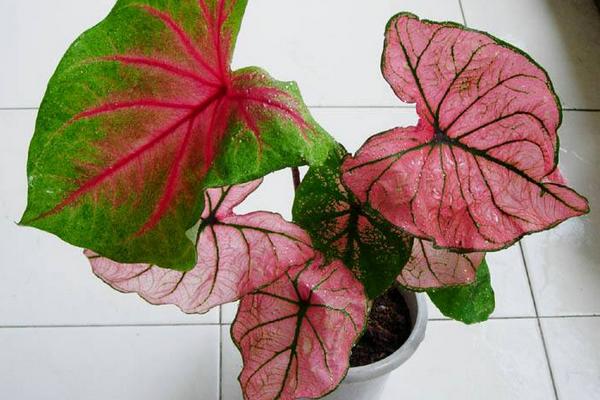 五彩芋怎么養 五彩芋養殖方法與注意事項