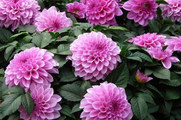 大麗花圖片大全 大麗花花語及寓意 大麗花有哪些品種