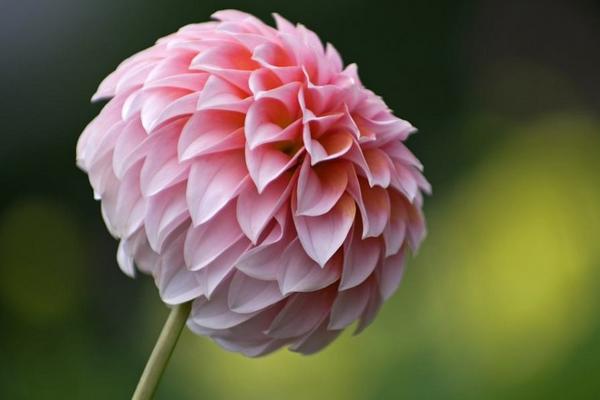 大麗花圖片大全 大麗花花語及寓意 大麗花有哪些品種