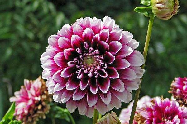 大麗花圖片大全 大麗花花語及寓意 大麗花有哪些品種