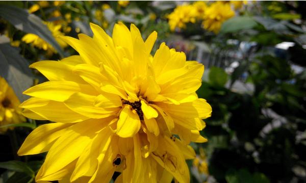 大麗花圖片大全 大麗花花語及寓意 大麗花有哪些品種