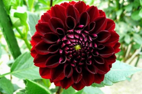 大麗花圖片大全 大麗花花語及寓意 大麗花有哪些品種