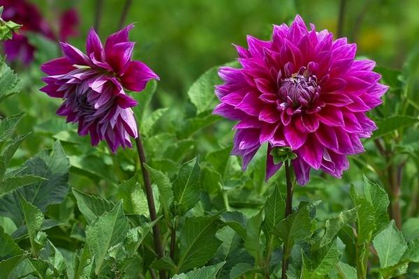 大麗花圖片大全 大麗花花語及寓意 大麗花有哪些品種