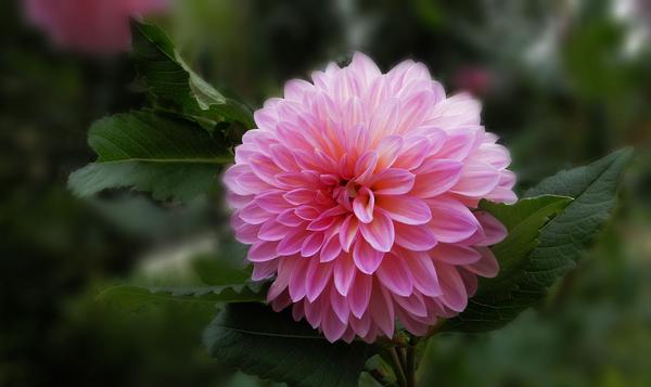 大麗花圖片大全 大麗花花語及寓意 大麗花有哪些品種