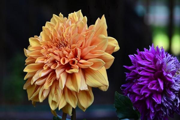 大麗花圖片大全 大麗花花語及寓意 大麗花有哪些品種