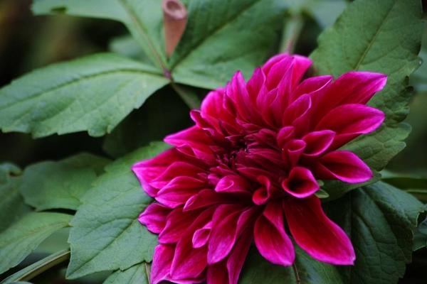 大麗花圖片大全 大麗花花語及寓意 大麗花有哪些品種