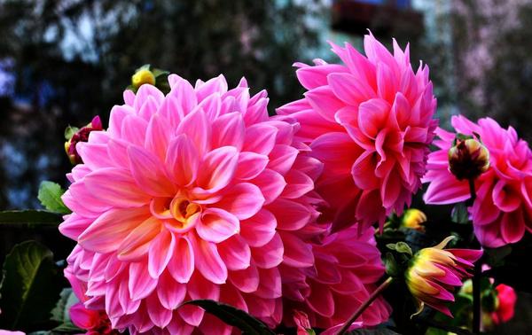 大麗花圖片大全 大麗花花語及寓意 大麗花有哪些品種