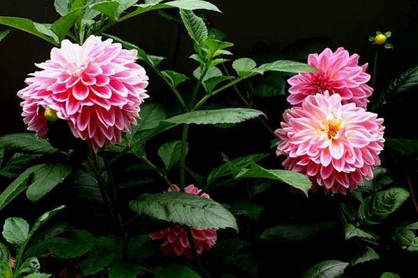 大麗花圖片大全 大麗花花語及寓意 大麗花有哪些品種