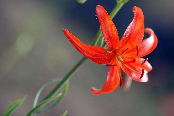 山丹丹花圖片大全 山丹丹花花語及寓意 山丹丹花是什么花